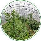 自產(chǎn)自銷(xiāo)，物美價(jià)廉